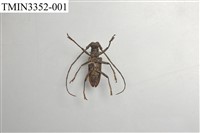 Accession Number:TMIN3352-001 Collection Image, Figure 3, Total 5 Figures